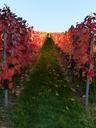 vineyard-vines-autumn-wine-nature-341134.jpg