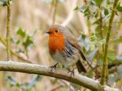 robin-bird-wildlife-wild-songbird-1154780.jpg