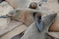 seals-mammals-animals-africa-469154.jpg