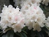 rhododendron-floral-plant-natural-232767.jpg