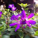 purple-flowers-purple-flowers-1557068.jpg