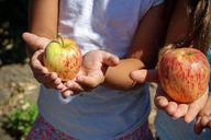 apple-picking-children-hands-fruit-1572648.jpg