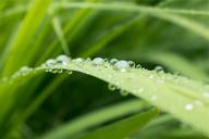 water-droplets-plant-green-wet-dew-692019.jpg