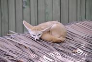 desert-fox-proverbs-zoo-1002751.jpg