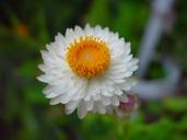 Cream and yellow paper daisy.jpg