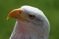 bald-eagle-bill-head-detail-raptor-639217.jpg