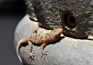 gecko-animal-barcelona-nature-953543.jpg