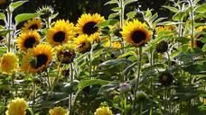 sunflower-sun-flower-plant-close-277754.jpg