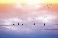 birds-flight-freedom-sky-sunrise-1601101.jpg