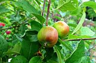 apple-apple-tree-fruit-orchard-1491760.jpg