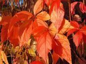 wine-partner-red-leaves-autumn-473285.jpg