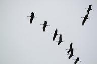 cranes-flock-of-birds-534924.jpg