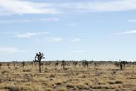 Joshua_trees_along_Park_Boulevard.jpg