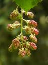 blackberries-rubus-sectio-rubus-8804.jpg