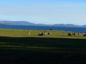 sheep-field-pasture-mountain-farm-622673.jpg