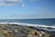 ocean-surf-beach-bird-flight-60888.jpg