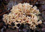 fungus-mushroom-forest-floor-56362.jpg