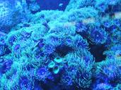 background-blue-water-coral-reef-204858.jpg