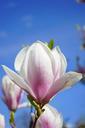 magnolia-magnolia-blossom-flowers-324274.jpg