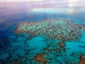 great-barrier-reef-diving-coral-261720.jpg