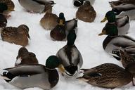 ducks-animals-bird-water-bird-500111.jpg