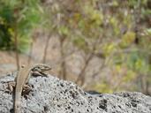 lizard-mount-teide-tenerife-560879.jpg