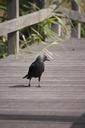 raven-bird-black-bridge-wood-547708.jpg