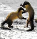 marten-yellow-throated-marten-1160872.jpg