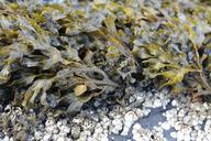 seaweed-plant-sea-water-nature-657361.jpg