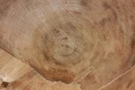 tree_trunk_wood_73.jpg