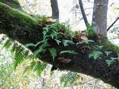 fern-tree-moss-forest-nature-520146.jpg