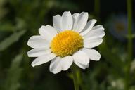 Swamp chrysanthemum May 2008.jpg