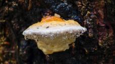 fungus-tree-bark-rain-water-455179.jpg