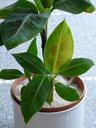 banana-shrub-banana-tree-59650.jpg