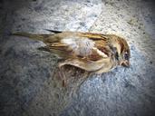 sparrow-dead-bird-metaphor-1034794.jpg