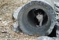 kitten-pipe-cute-kitty-cat-feline-568593.jpg