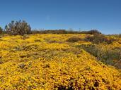 fields-flower-yellow-idyllic-505166.jpg