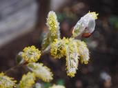 willow-catkins-enchanted-nature-1276538.jpg