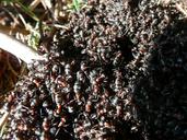 ants-wood-ants-wood-ant-colony-3781.jpg