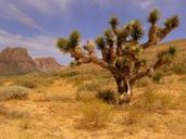 joshua-tree-red-rock-canyon-desert-964723.jpg