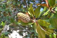 magnolia-magnolia-fruit-green-890604.jpg