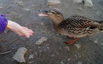 duck-feeding-pond-wild-657822.jpg