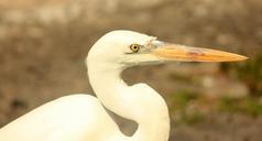 egret-bird-fly-wings-feather-139352.jpg