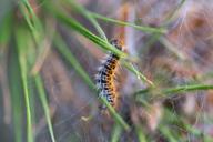 caterpillar-nature-animal-butterfly-1116058.jpg