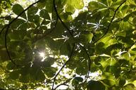 canopy-sun-summer-chestnut-815738.jpg