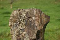 trunk-old-field-green-wood-582721.jpg