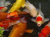 aquarium-fish-colored-carp-koi-fish-1447282.jpg