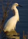 snowy-egret-waterfowl-bird-large-1067840.jpg