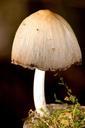 mushroom-forest-moss-568445.jpg