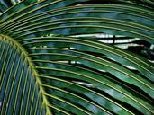 coconut-palm-leaf-tree-texture-495277.jpg